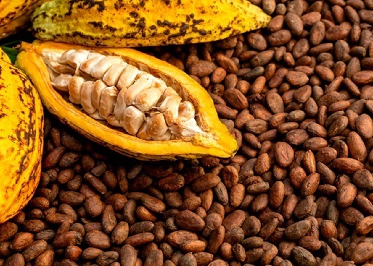 Какао-боби дешевшають на тлі очікувань високого врожаю в Африці