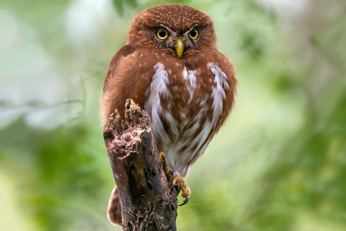 Найменша сова України живе в Чорнобильському заповіднику (фото)