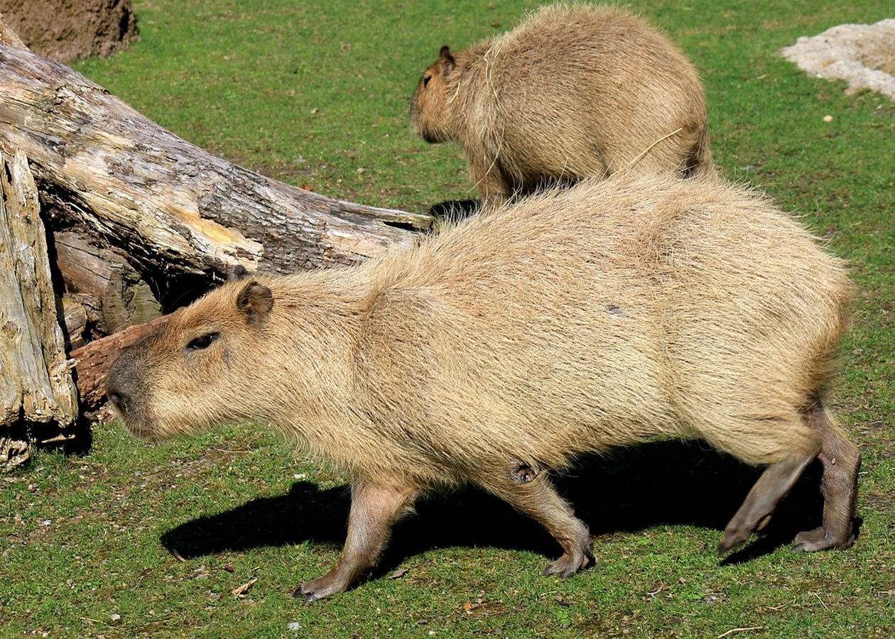У Шотландії з ферми зникли дві капібари: власники підозрюють викрадення