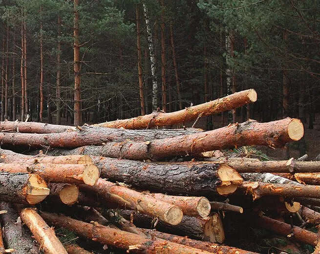 Операція «Зелений щит»: ДБР повідомило про підозру 23 фігурантам, 11 осіб затримали